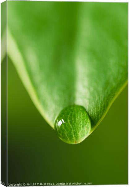 Green leaf with water droplet 136 Canvas Print by PHILIP CHALK