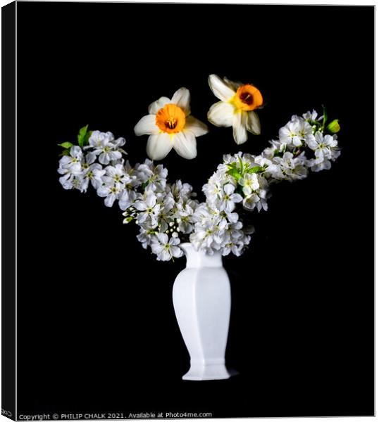 Dafodils and Apple Blossom in a vase 143 Canvas Print by PHILIP CHALK