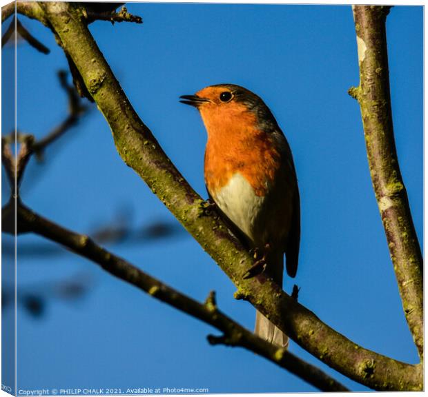 Robin red breast 240 Canvas Print by PHILIP CHALK