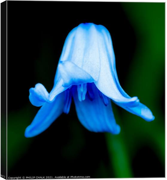 Bluebell 246  Canvas Print by PHILIP CHALK