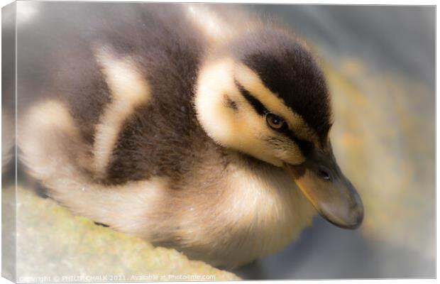 A close up of a duckling 285  Canvas Print by PHILIP CHALK