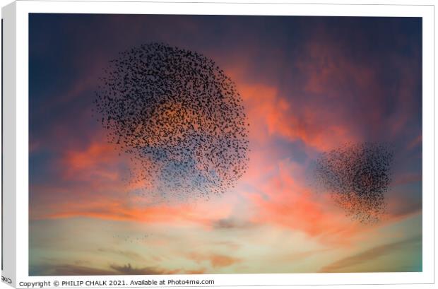Starling murmurations  Canvas Print by PHILIP CHALK