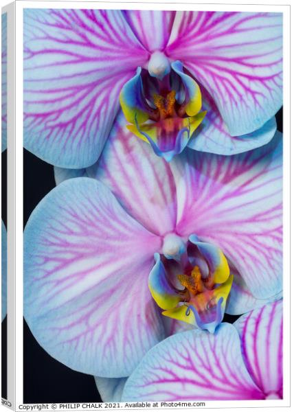 Double Orchid close up 297  Canvas Print by PHILIP CHALK