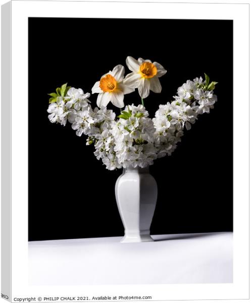Dafodils and Apple Blossom in a vase 314 Canvas Print by PHILIP CHALK