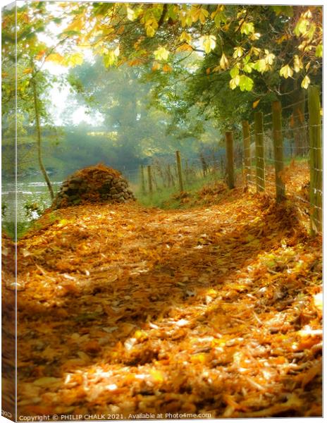 Autumn colours with golden leaves 327  Canvas Print by PHILIP CHALK