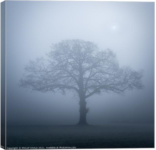 Lone oak tree in the mist 357  Canvas Print by PHILIP CHALK