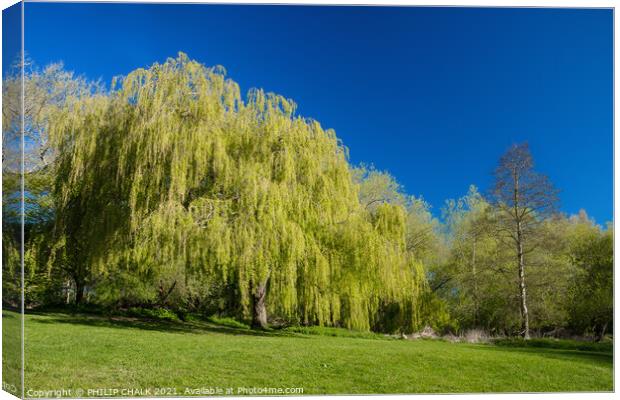 Weeping willow in bright sunshine 368 Canvas Print by PHILIP CHALK