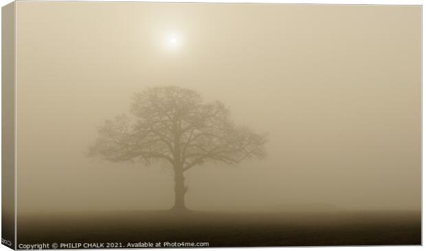 Lone oak tree at sunrise in the mist 377 Canvas Print by PHILIP CHALK