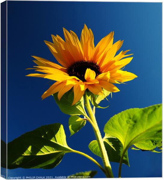 Sun flower against a blue sky 398 Canvas Print by PHILIP CHALK