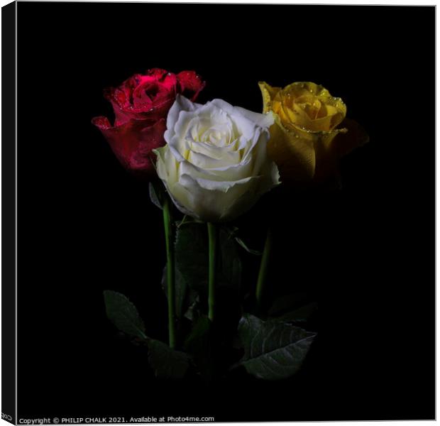 Three roses in the dark 409  Canvas Print by PHILIP CHALK