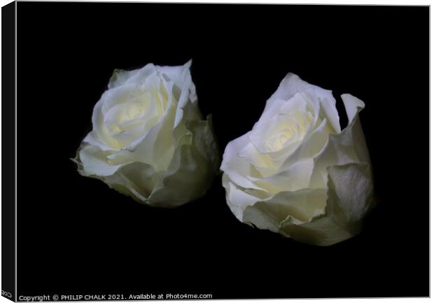 White rose reflection 411  Canvas Print by PHILIP CHALK