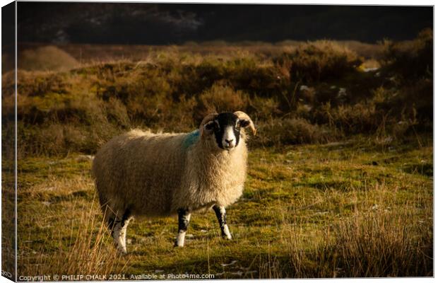 Sheep on the Yorkshire moors  Canvas Print by PHILIP CHALK
