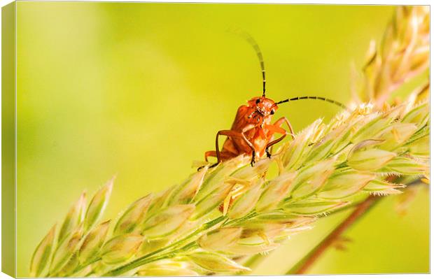 Peepo - a Red Soldier Beetle Canvas Print by Jeni Harney