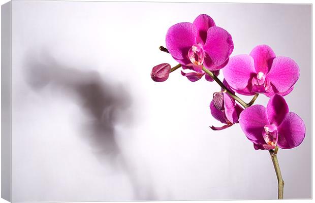 Orchid's Shadow Canvas Print by Jeni Harney