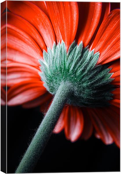 A Different Angle Canvas Print by Jeni Harney