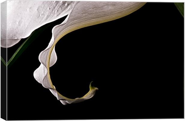 Lily Curl Canvas Print by Jeni Harney