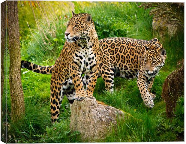 Jaguars Canvas Print by Jeni Harney
