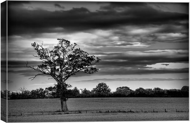 Windswept Tree Canvas Print by Jeni Harney