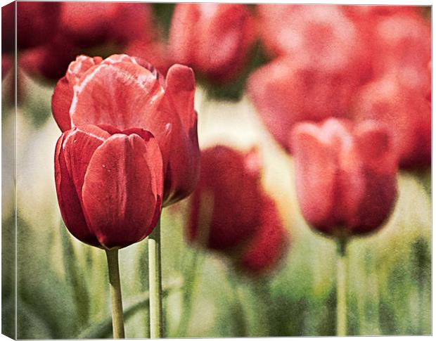 Tulips in the Park Canvas Print by Jeni Harney