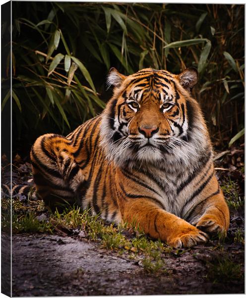 Sumatran Tiger Canvas Print by Jeni Harney