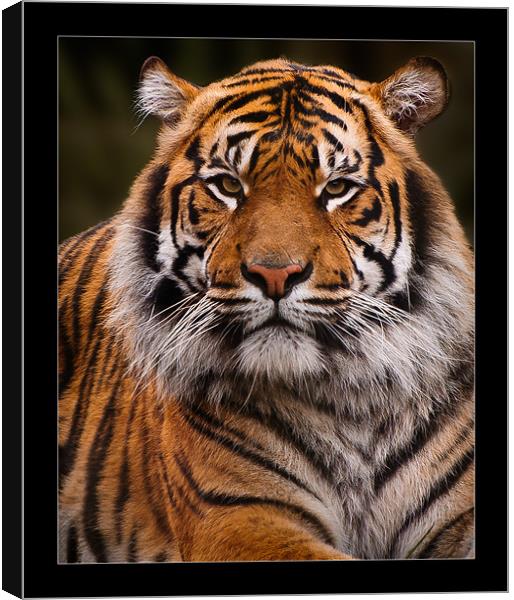 Sumatran Tiger Portrait Canvas Print by Jeni Harney