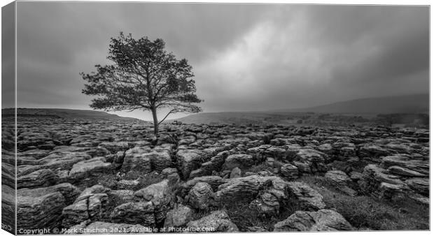 Lone Tree at Ingleton Rocks - Yorkshire Canvas Print by Mark Stinchon