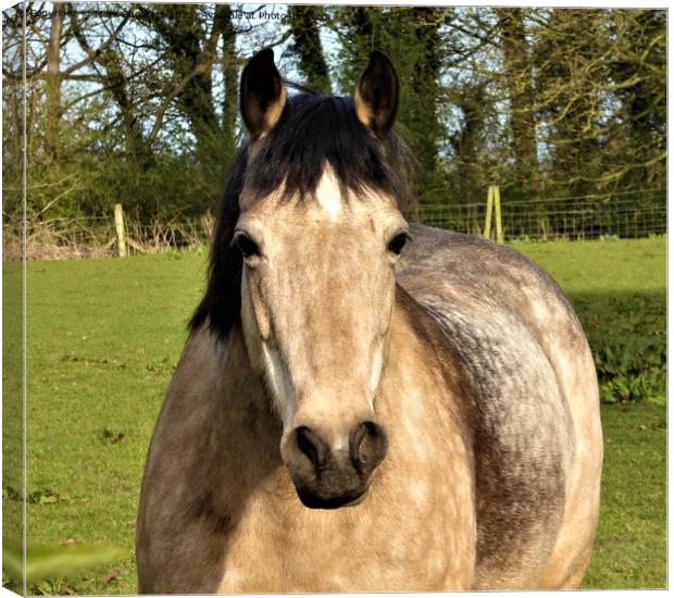 Majestic Mare Grazing Canvas Print by Mark Chesters