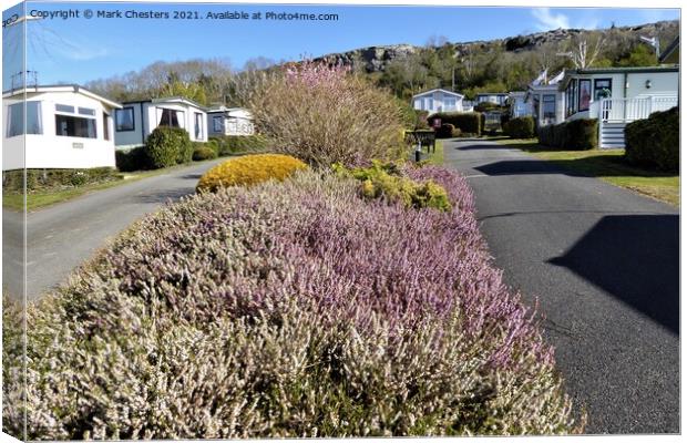 Gorgeous Sea of Heather Canvas Print by Mark Chesters