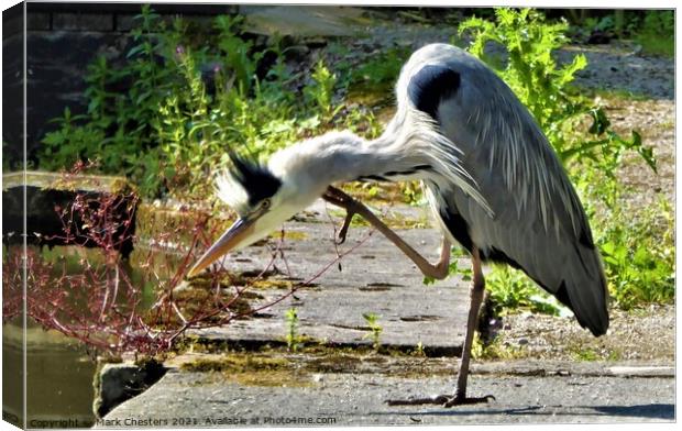 Heron ready to strike. Canvas Print by Mark Chesters