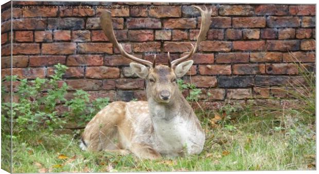 Fallow deer Canvas Print by Mark Chesters