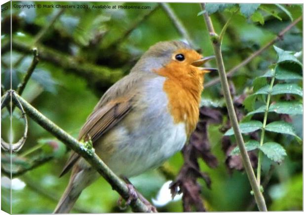 Robin singing Canvas Print by Mark Chesters