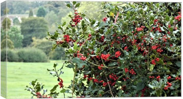 A close up of a wild holly bush Canvas Print by Mark Chesters
