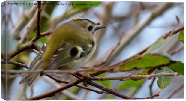 Goldcrest bird Canvas Print by Mark Chesters