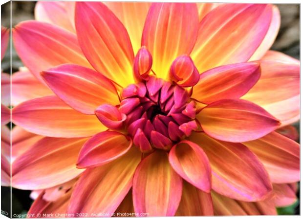 Radiant hues of Dahlia Canvas Print by Mark Chesters