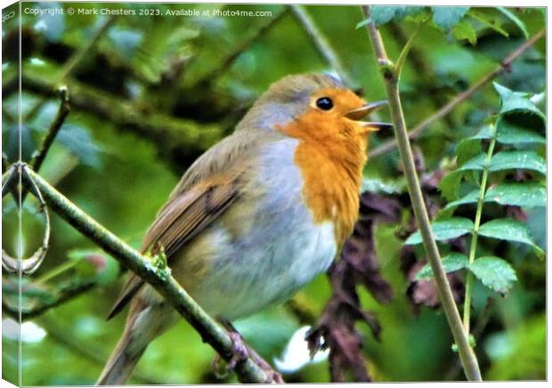 Melodic Robins Serenade Canvas Print by Mark Chesters