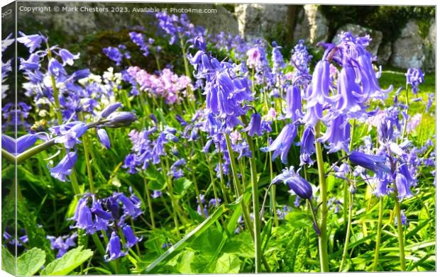 Wild bluebells Canvas Print by Mark Chesters