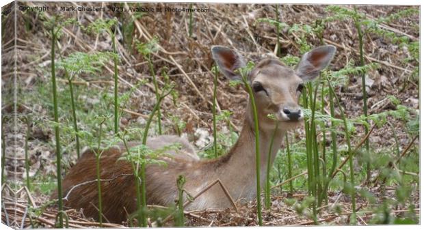 Graceful Fawn Gazing in Serene Wilderness Canvas Print by Mark Chesters