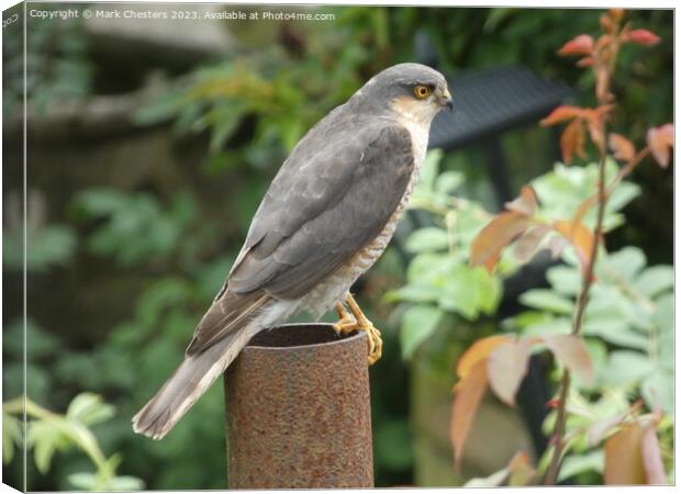 Predator's Perch: Hawk Vigil Canvas Print by Mark Chesters