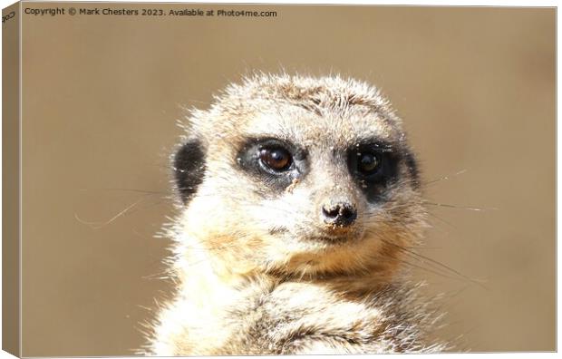 Meerkat face Canvas Print by Mark Chesters