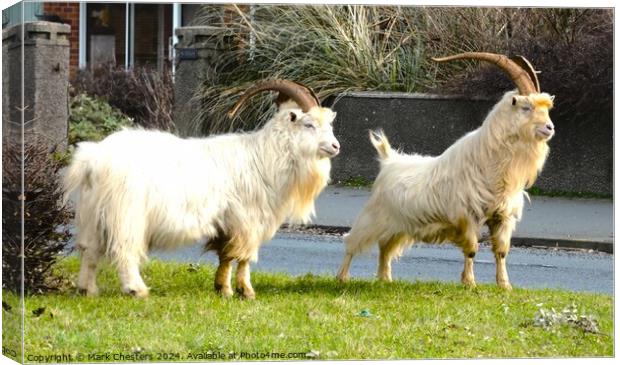 Llandudno Goats take to the streets Canvas Print by Mark Chesters