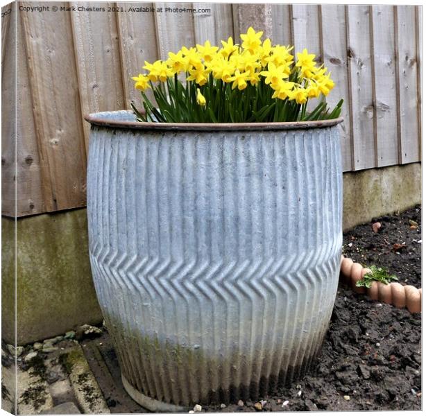 Spring Daffodils in an old dolly tub Canvas Print by Mark Chesters