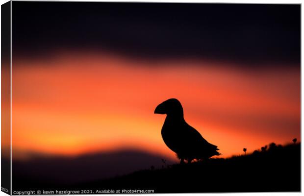 Sunset puffin Canvas Print by kevin hazelgrove
