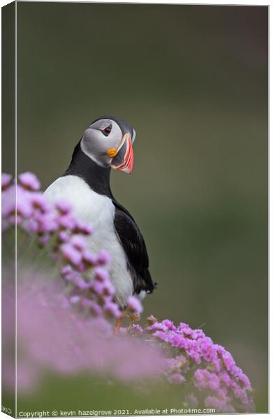 Puffin in pink flowers Canvas Print by kevin hazelgrove
