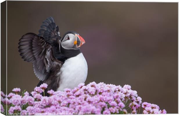 Puffin in sea pink Canvas Print by kevin hazelgrove