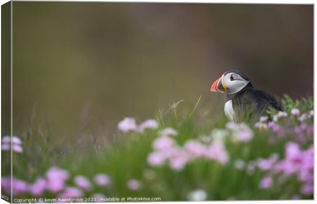 Puffin in thrift Canvas Print by kevin hazelgrove