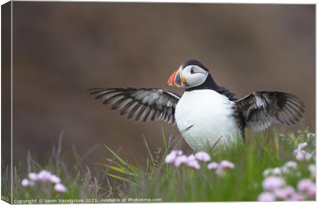 clifftop puffin Canvas Print by kevin hazelgrove