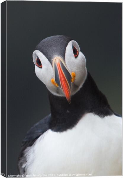 A puffin portrait Canvas Print by kevin hazelgrove