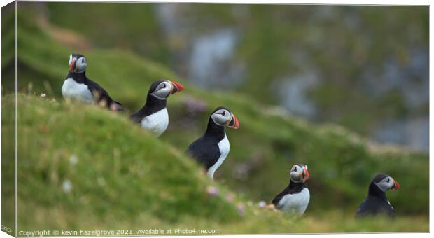 puffin quintet Canvas Print by kevin hazelgrove