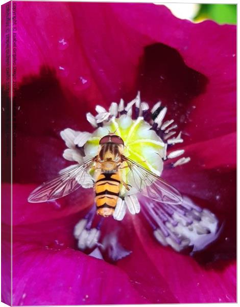 Hover fly enjoying the sun Canvas Print by Isabel Grijalvo Diego