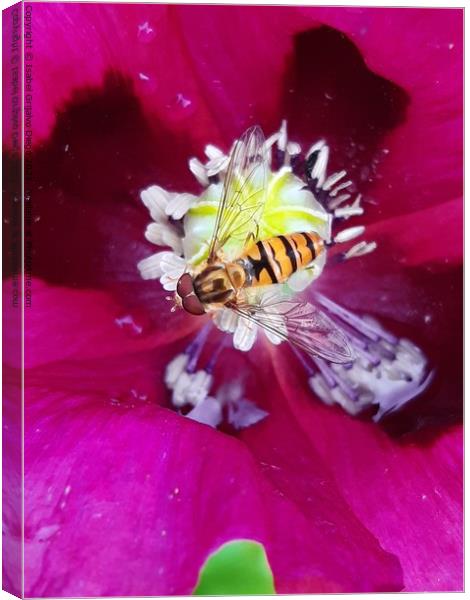 Hover fly and poppy 2 Canvas Print by Isabel Grijalvo Diego
